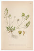 1926 Shepherd's Cress, Flipkrave (Teesdalia nudicaulis) Lindman antique botanical print, plate 208