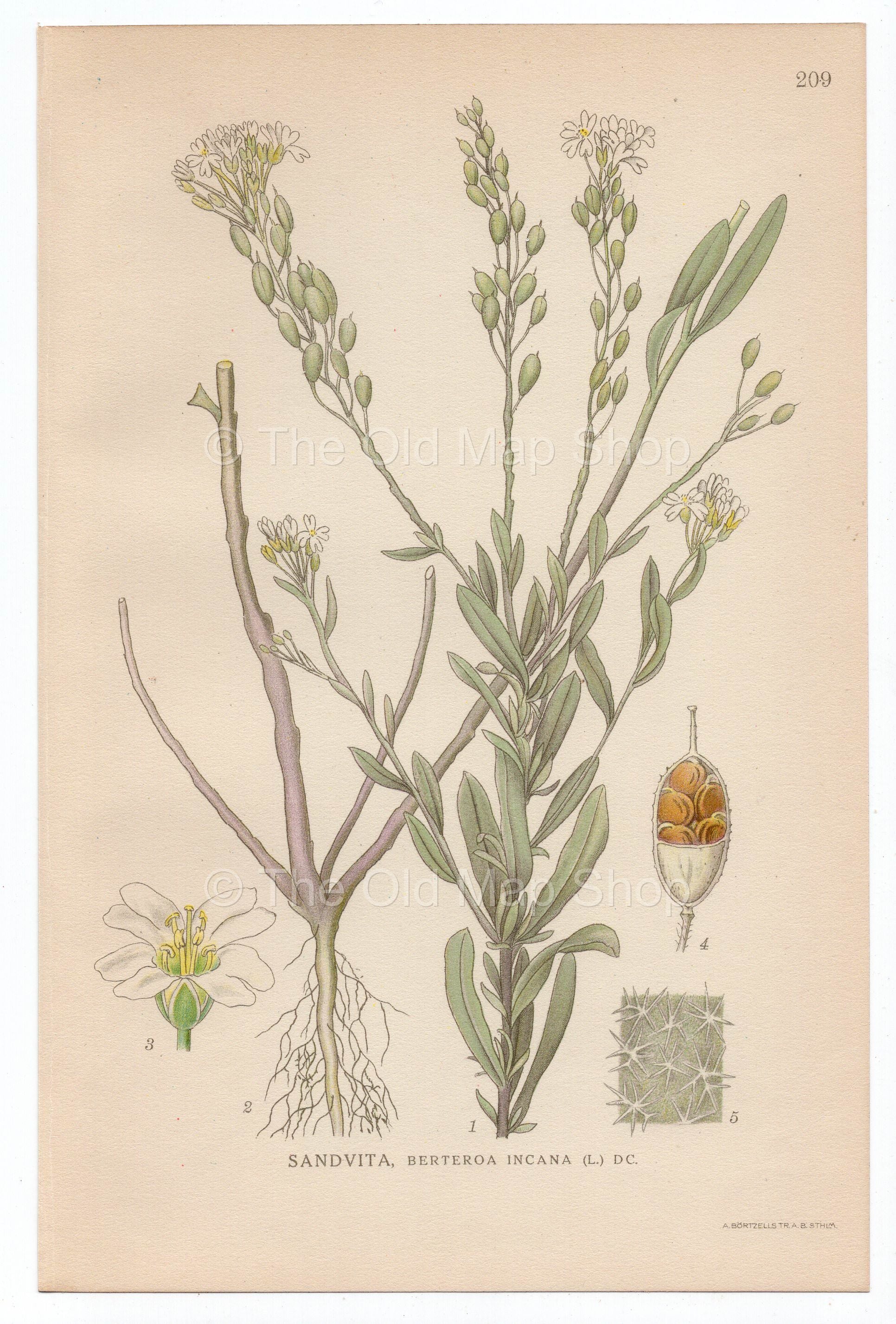 1926 Hoary Alyssum, False Hoary Madwort (Berteroa incana) Lindman antique botanical print, plate 209