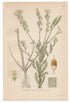 1926 Hoary Alyssum, False Hoary Madwort (Berteroa incana) Lindman antique botanical print, plate 209