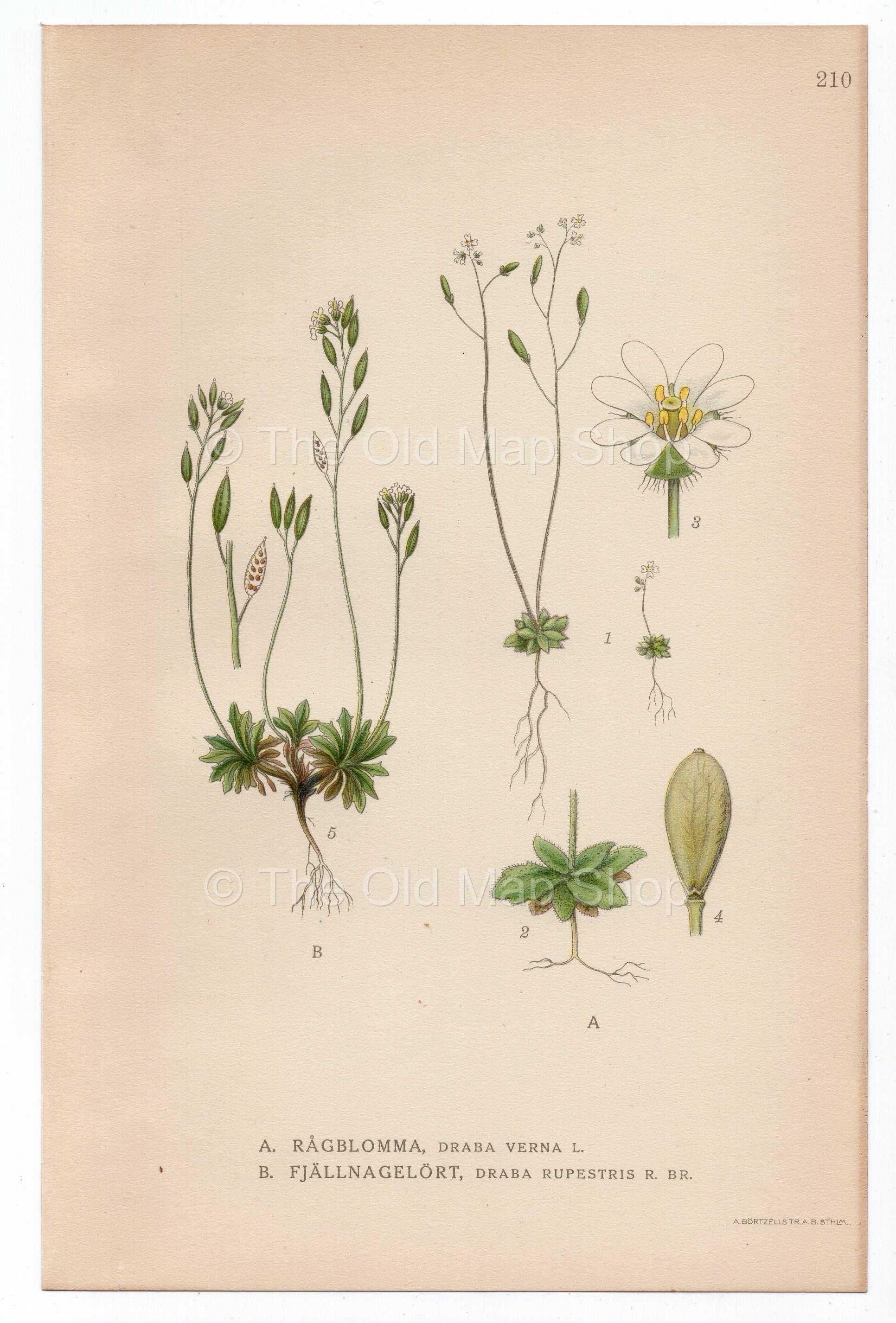 1926 Shadflower, Nailwort, Whitlowgrass (Draba Verna/Rupestris) Lindman antique botanical print, plate 210