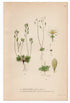 1926 Shadflower, Nailwort, Whitlowgrass (Draba Verna/Rupestris) Lindman antique botanical print, plate 210