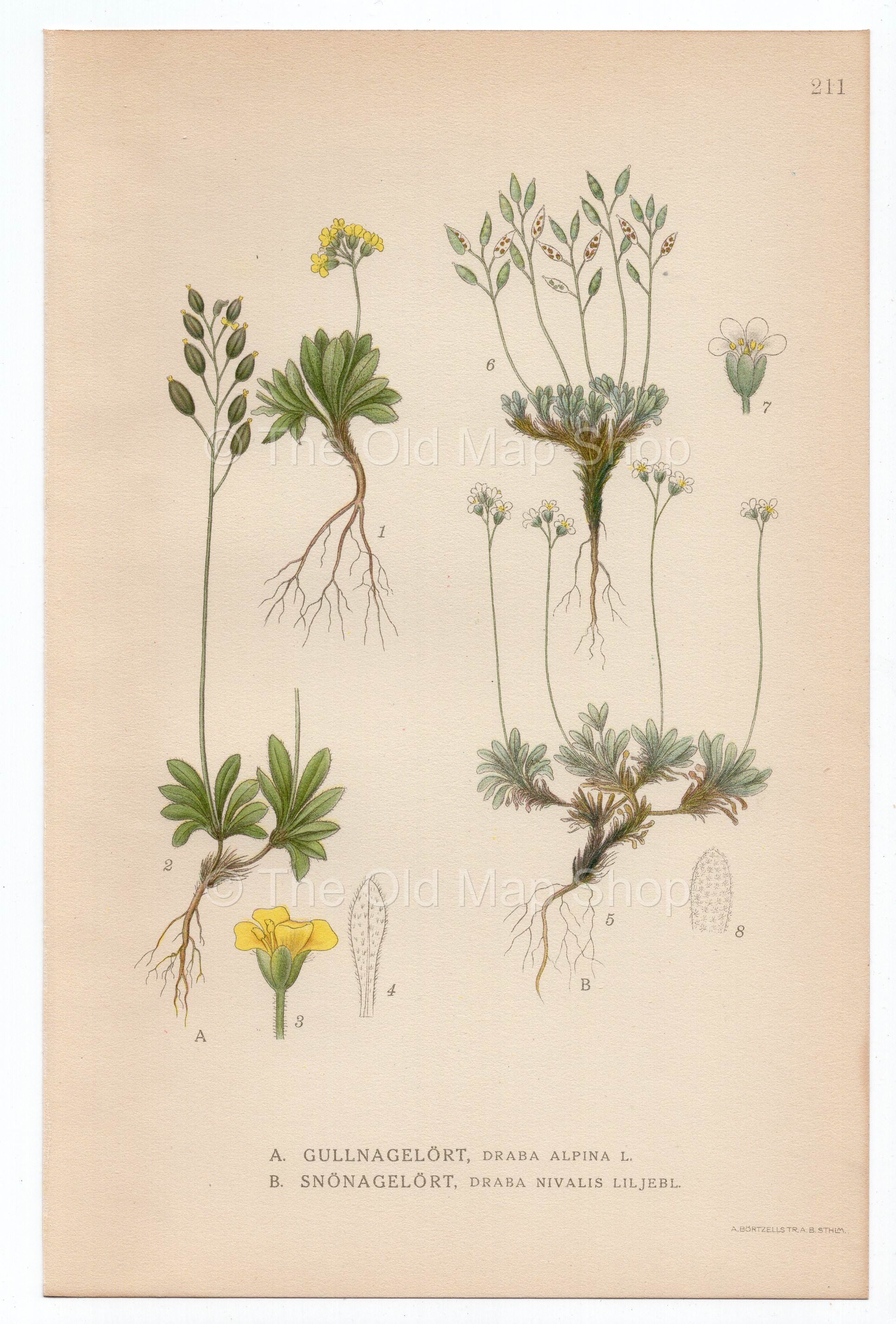 1926 Whitlow-Grass, Snow Whitlow Grass (Draba alpine, Draba nivalis) Lindman antique botanical print, plate 211