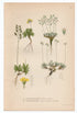 1926 Whitlow-Grass, Snow Whitlow Grass (Draba alpine, Draba nivalis) Lindman antique botanical print, plate 211