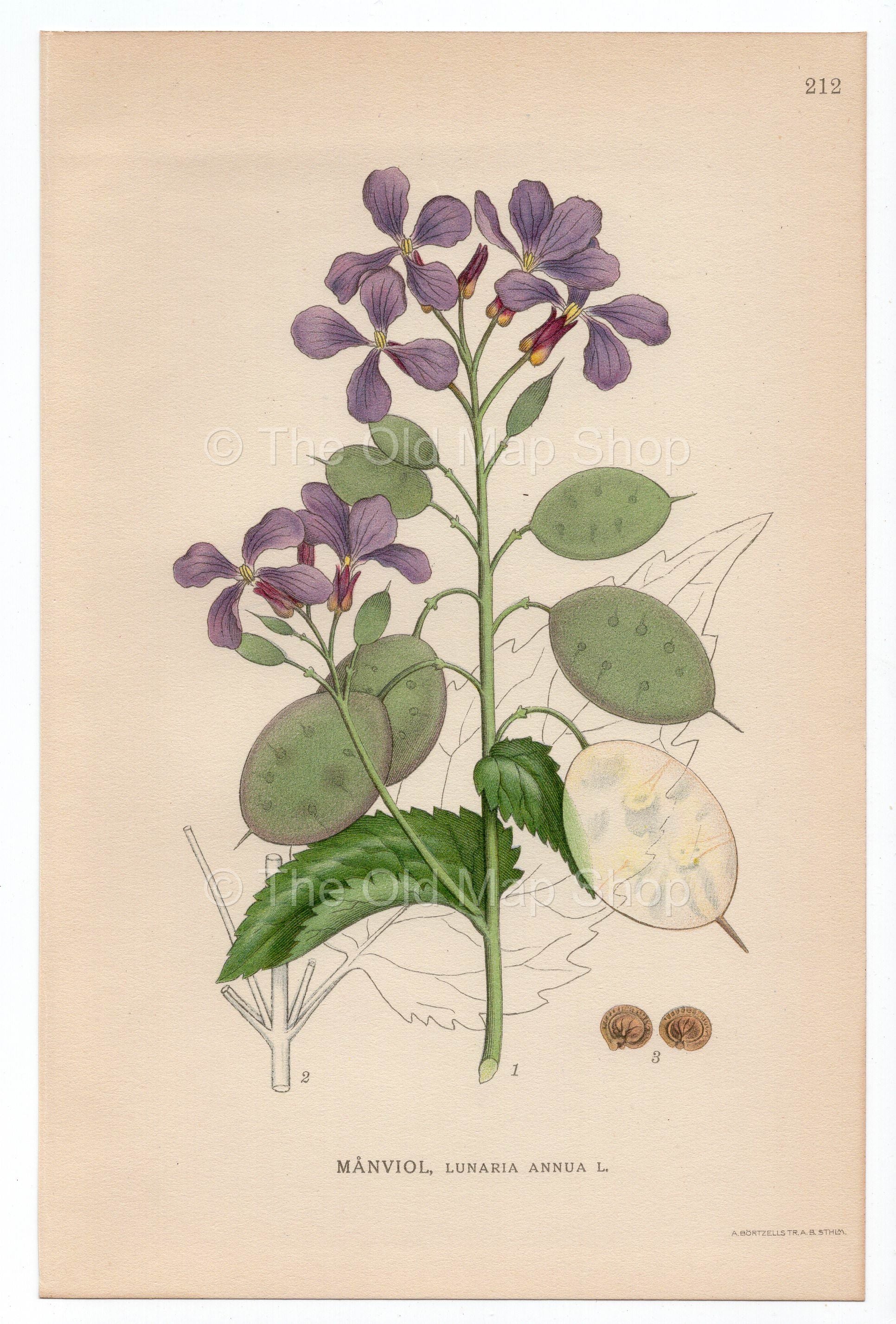 1926 Honesty, Annual Honesty (Lunaria annua) Lindman antique botanical print, plate 212