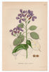 1926 Honesty, Annual Honesty (Lunaria annua) Lindman antique botanical print, plate 212