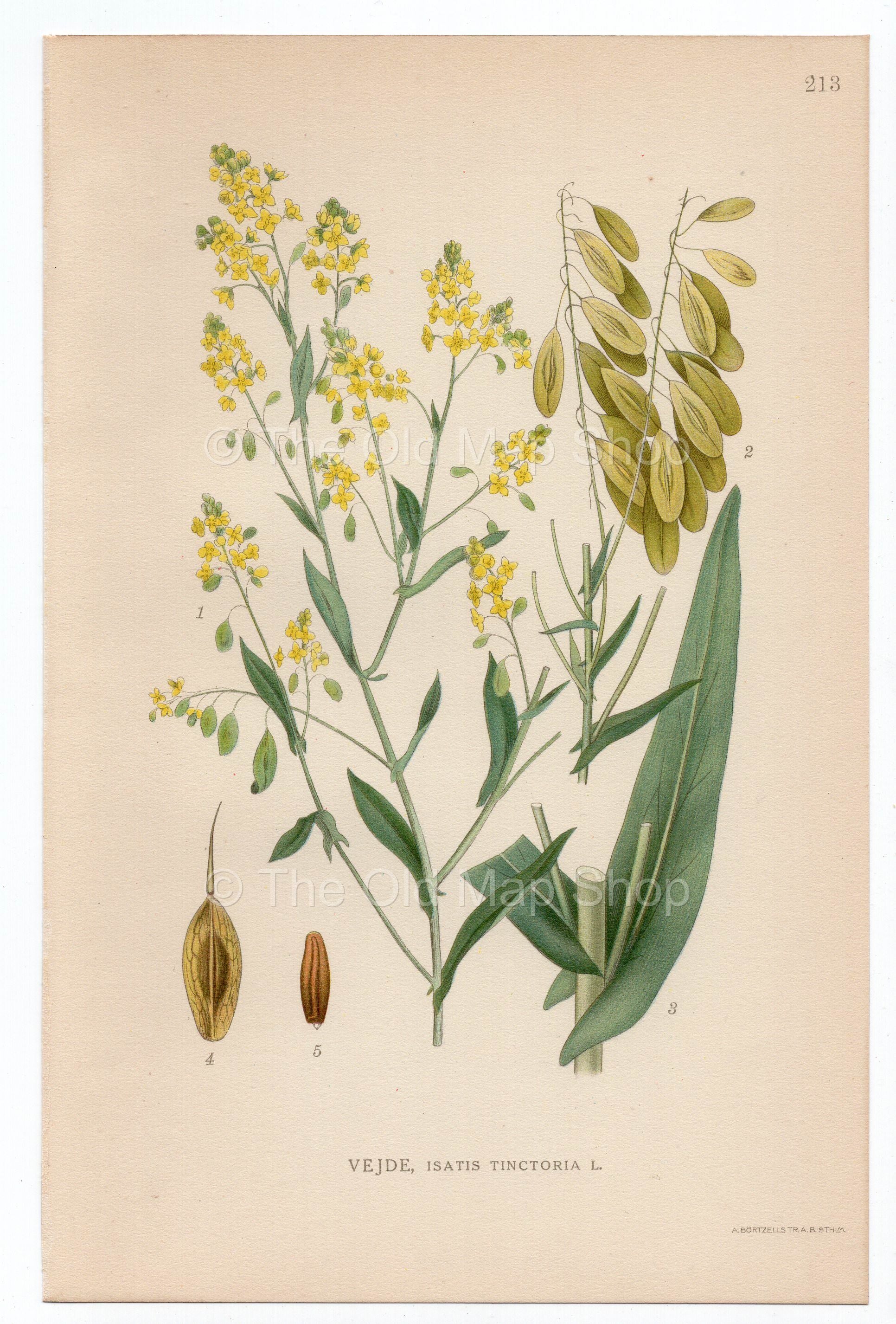 1926 Woad, Dyer's Woad, Asp of Jerusalem (Isatis Tinctoria) Lindman antique botanical print, plate 213