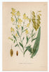 1926 Woad, Dyer's Woad, Asp of Jerusalem (Isatis Tinctoria) Lindman antique botanical print, plate 213