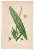 1926 Dyer's Rocket, Dyer's Weed, Weld, Woold (Reseda luteola) Lindman antique botanical print, plate 214