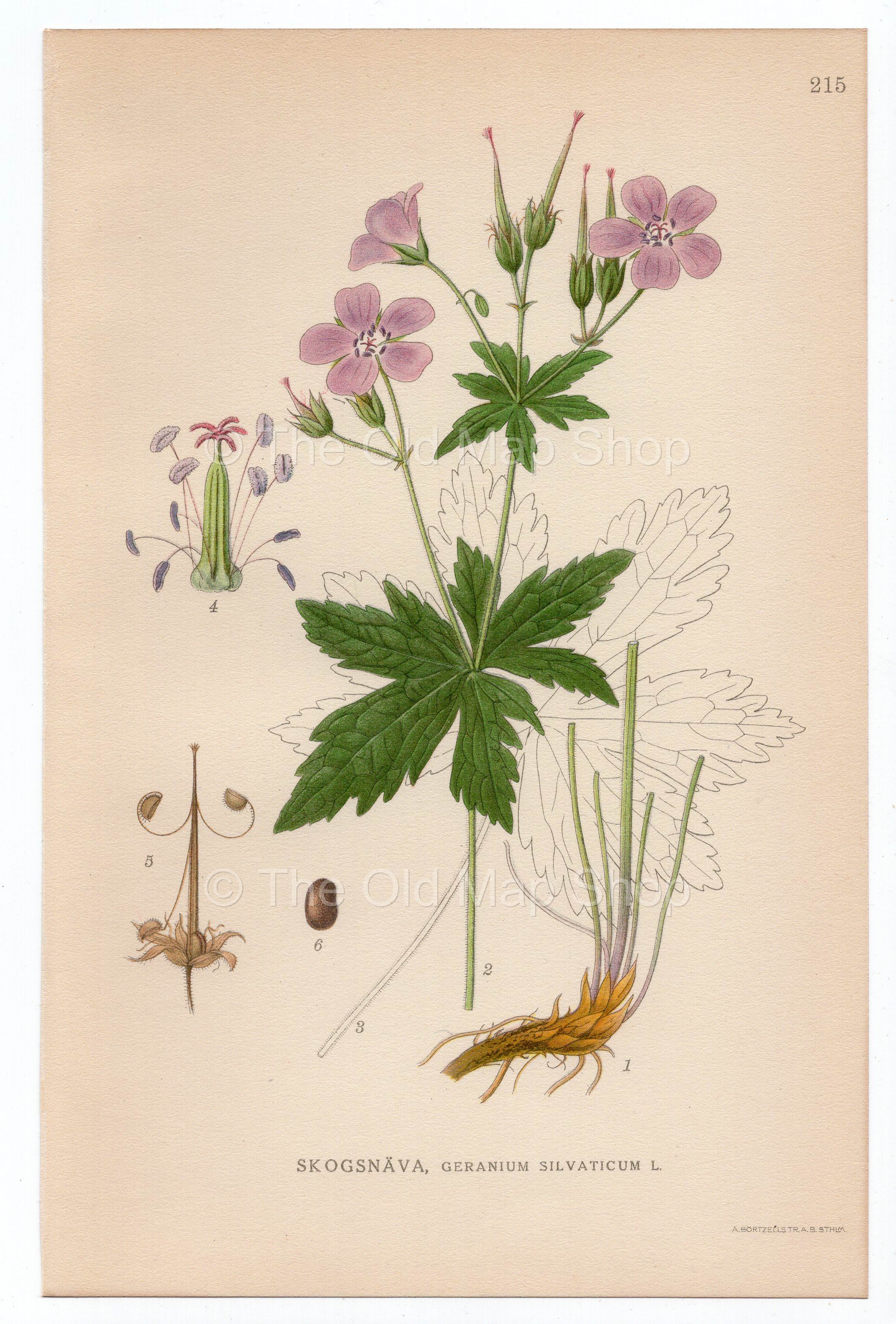 1926 Wood Cranesbill, Woodland Geranium (Geranium Silvaticum) Lindman antique botanical print, plate 215