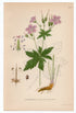 1926 Wood Cranesbill, Woodland Geranium (Geranium Silvaticum) Lindman antique botanical print, plate 215