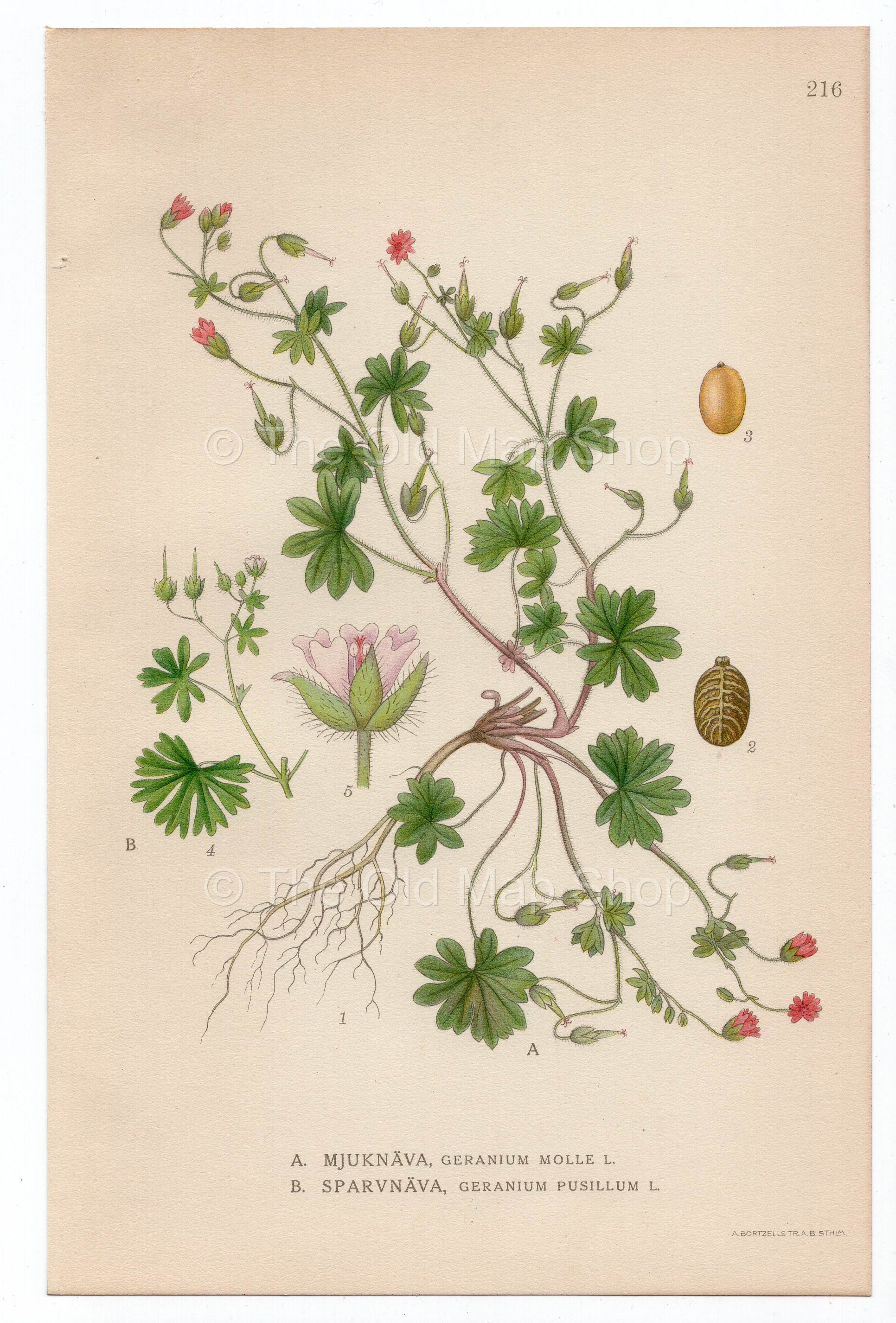 1926 Dove's-foot Crane's-bill, Dovesfoot Geranium (Geranium Molle/Pusillum) Lindman antique botanical print, plate 216