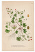 1926 Dove's-foot Crane's-bill, Dovesfoot Geranium (Geranium Molle/Pusillum) Lindman antique botanical print, plate 216