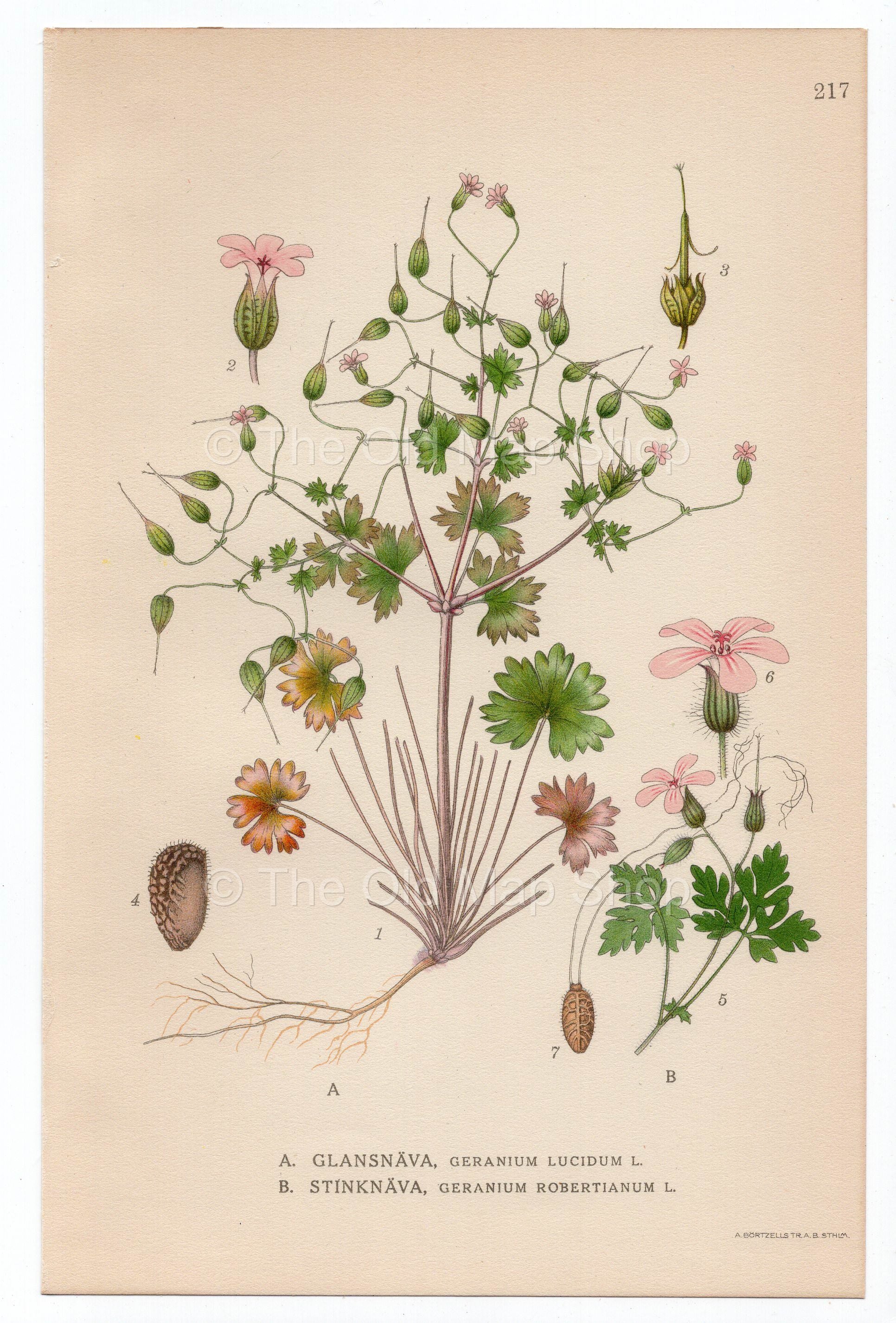 1926 Shining Cranesbill, Herb-Robert, Red Robin (Geranium Lucidum/Robertianum) Lindman antique botanical print, plate 217