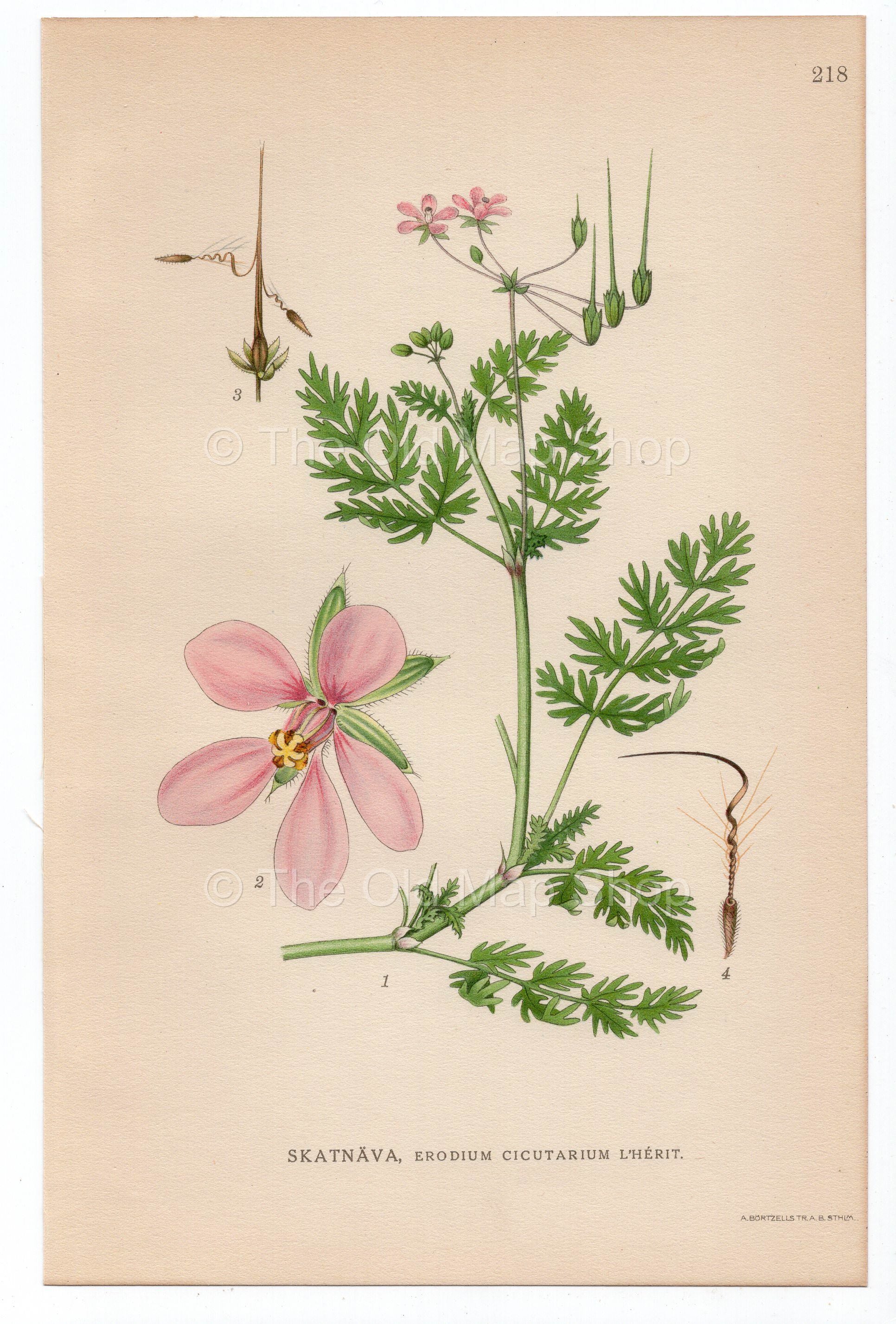 1926 Redstem Filaree, Redstem Stork's bill (Erodium cicutarium) Lindman antique botanical print, plate 218