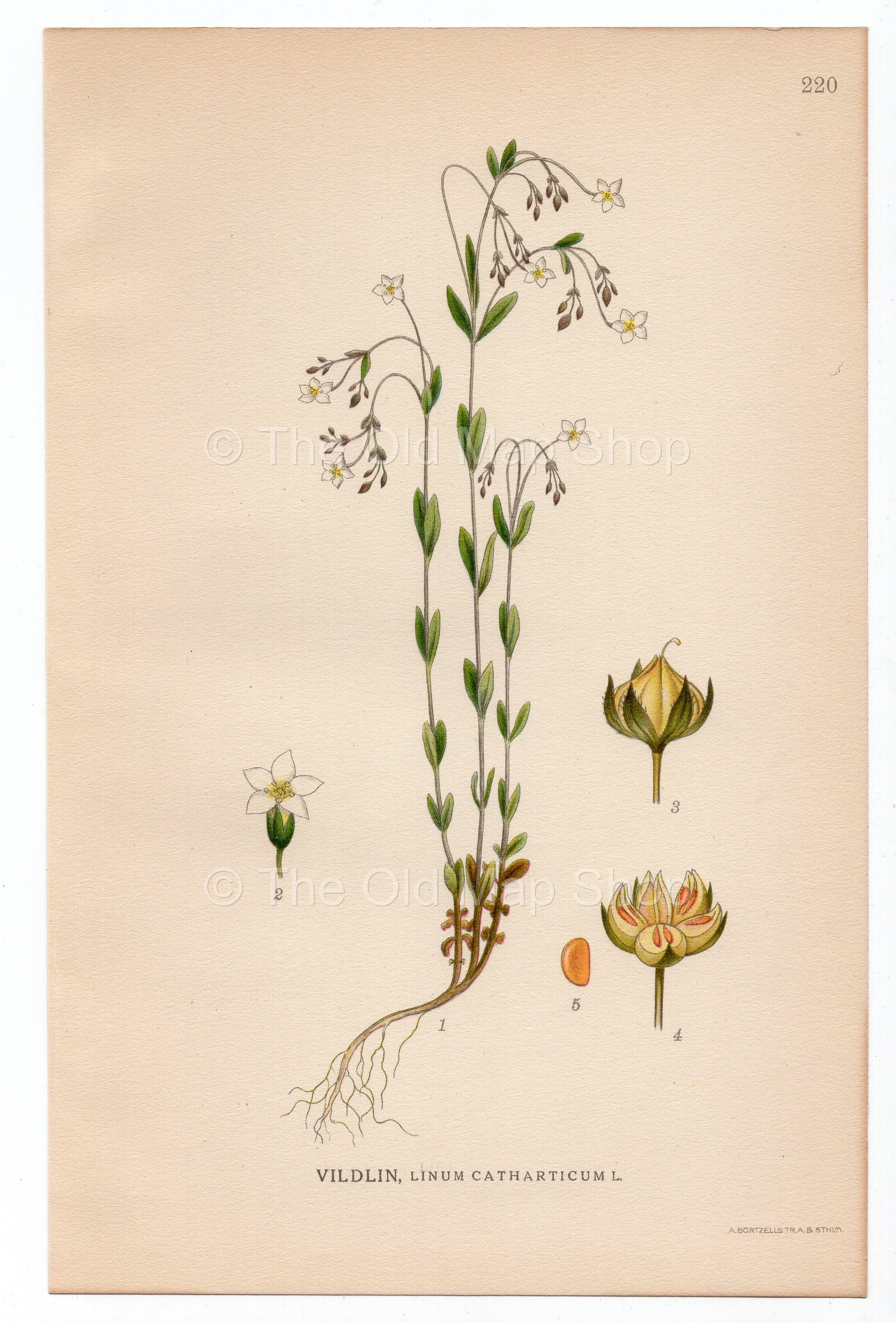 1926 Purging Flax, Fairy Flax (Linum catharticum) Lindman antique botanical print, plate 220