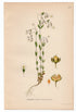 1926 Purging Flax, Fairy Flax (Linum catharticum) Lindman antique botanical print, plate 220