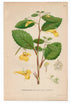 1926 Touch-me-not balsam, Yellow Balsam (Impatiens noli tangere) Lindman antique botanical print, plate 221