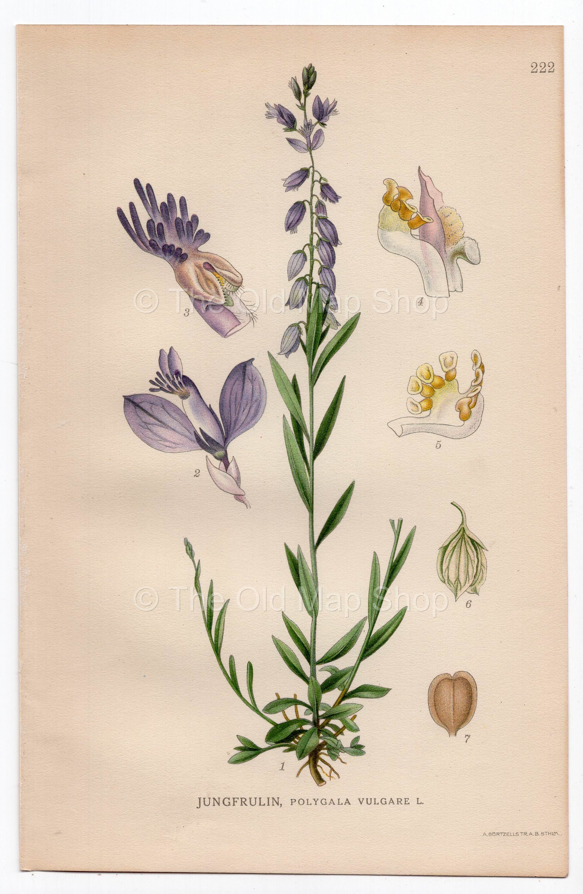 1926 Common Milkwort (Polygala vulgare) botanical print by C. A. M. Lindman, Plate 222