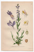 1926 Common Milkwort (Polygala vulgare) botanical print by C. A. M. Lindman, Plate 222