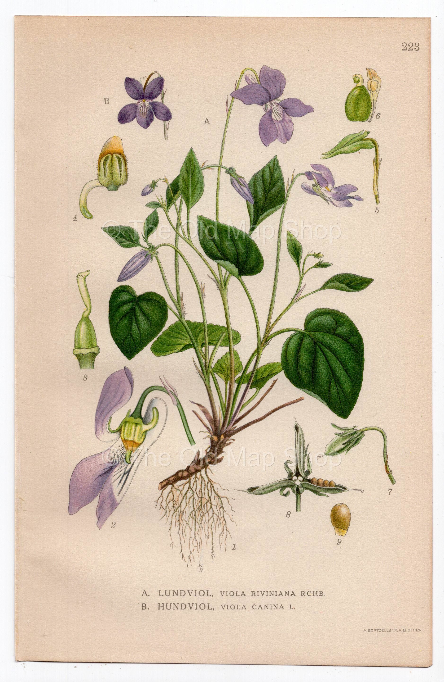 1926 Heath Dog-Violet (Viola riviniana) botanical print by C. A. M. Lindman, Plate 223