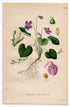 1926 Wood Violet, English Violet (Viola odorata) botanical print by C. A. M. Lindman, Plate 224