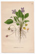 1926 Hairy Violet (Viola hirta) botanical print by C. A. M. Lindman, Plate 225