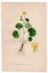 1926 Alpine Yellow Violet (Viola biflora) botanical print by C. A. M. Lindman, Plate 226