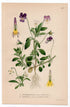 1926 Wild Pansy (Viola tricolor & arvensis Murr) botanical print by C. A. M. Lindman, Plate 227