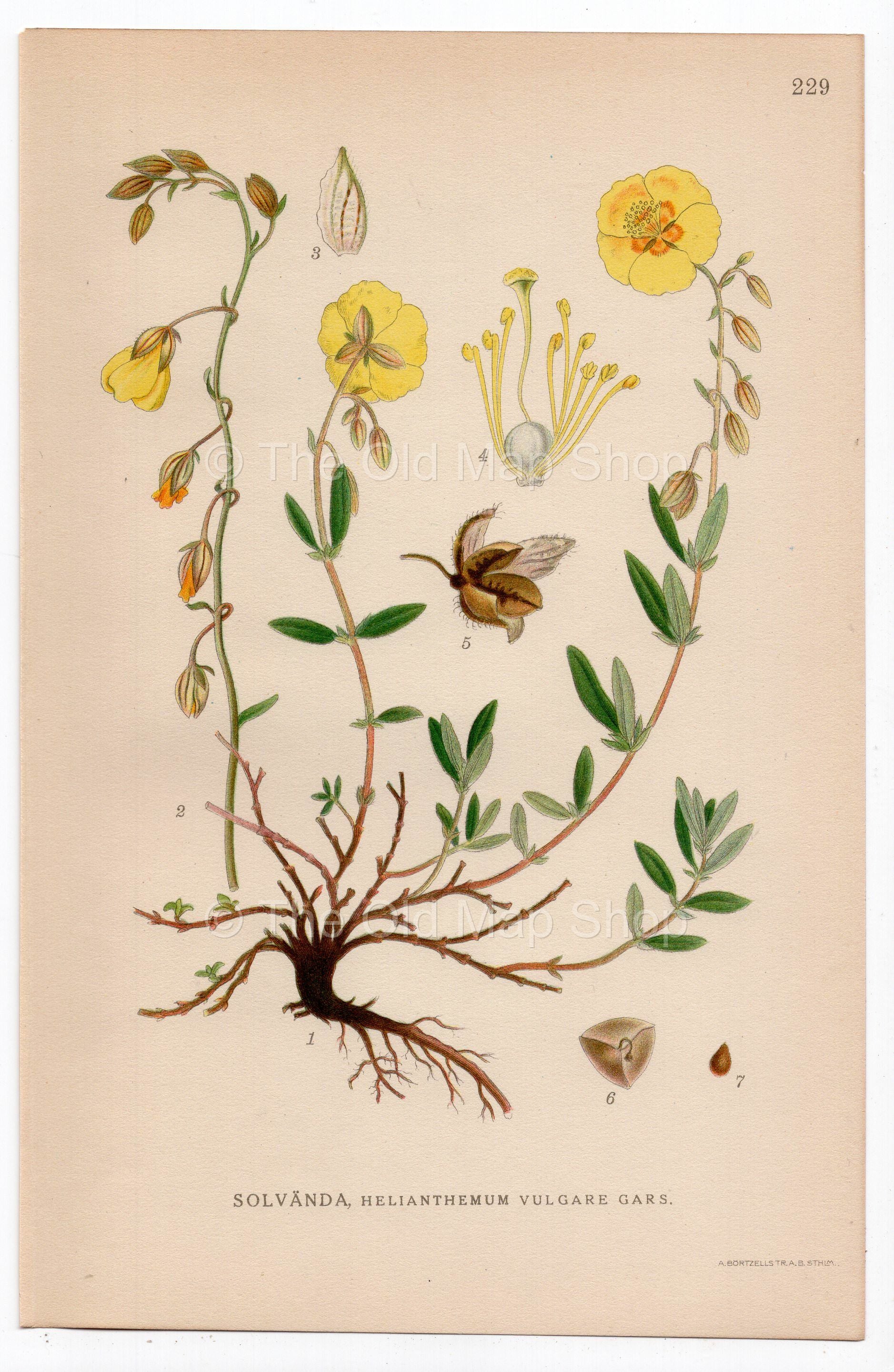 1926 Rock-Rose (Helianthemum vulgare Gars) botanical print by C. A. M. Lindman, Plate 229