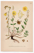 1926 Rock-Rose (Helianthemum vulgare Gars) botanical print by C. A. M. Lindman, Plate 229