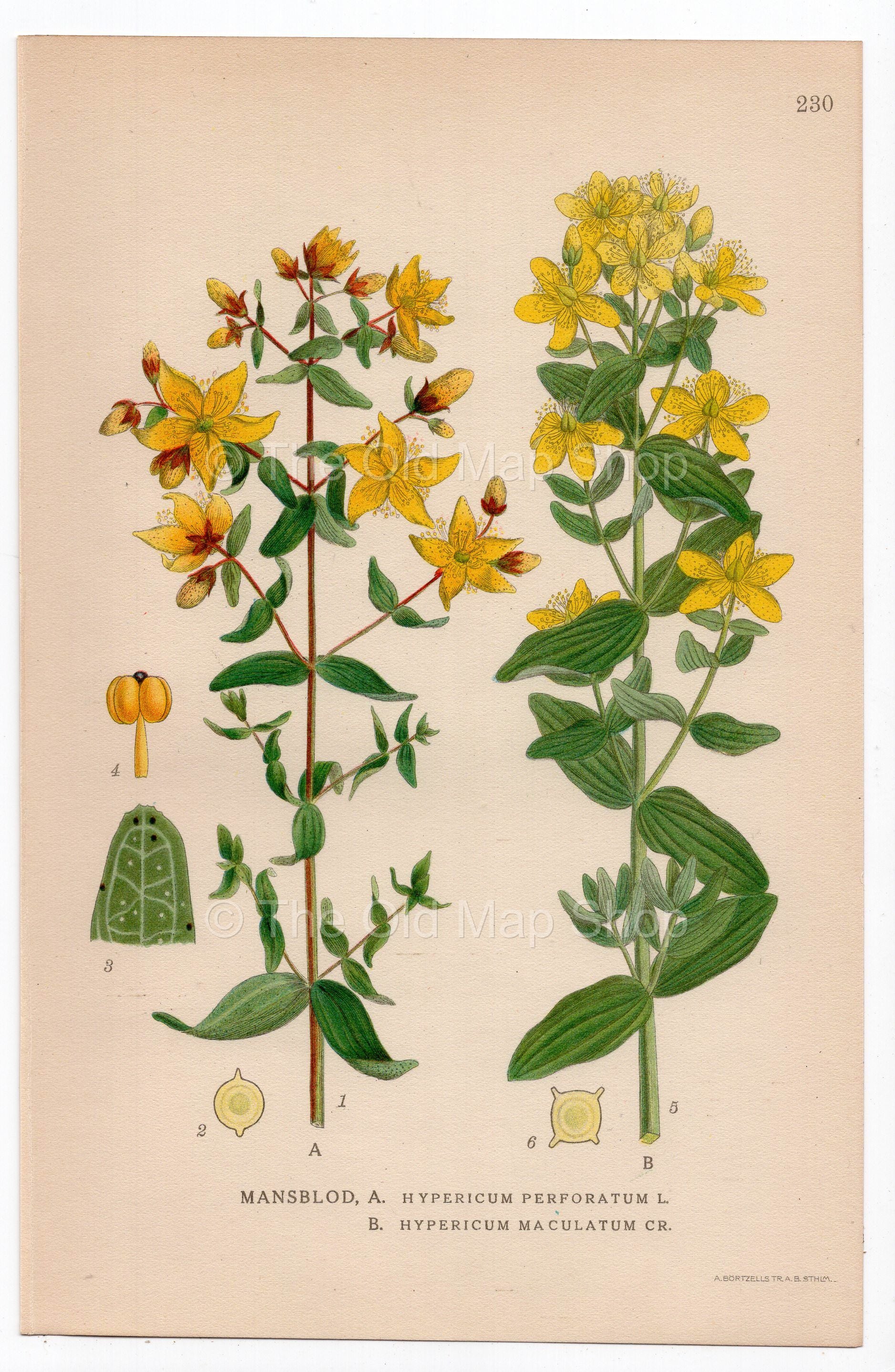 1926 St John's Wort (Hypericum perforatum) botanical print by C. A. M. Lindman, Plate 230