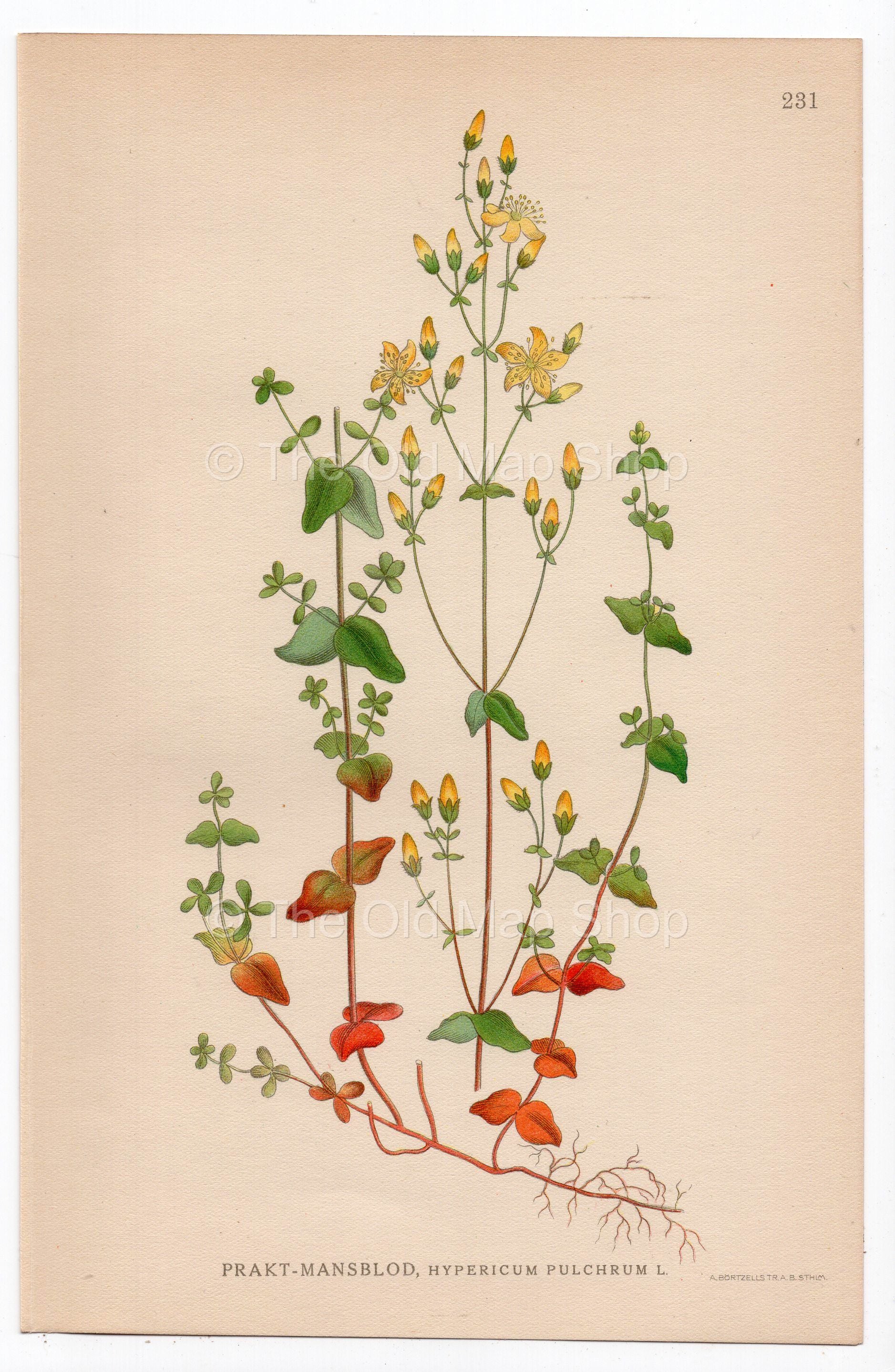 1926 Slender St John's Wort (Hypericum pulchrum) botanical print by C. A. M. Lindman, Plate 231