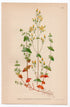 1926 Slender St John's Wort (Hypericum pulchrum) botanical print by C. A. M. Lindman, Plate 231