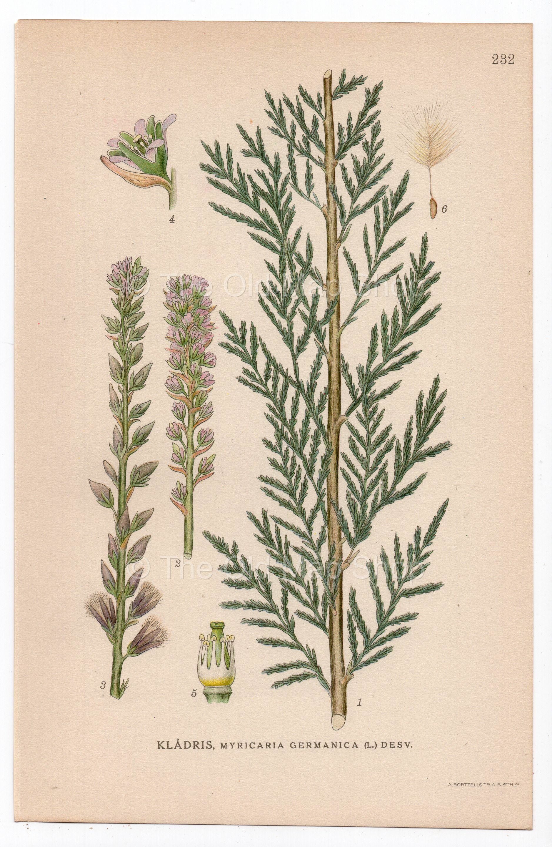 1926 German Tamarisk (Myricaria germanica) botanical print by C. A. M. Lindman, Plate 232