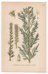 1926 German Tamarisk (Myricaria germanica) botanical print by C. A. M. Lindman, Plate 232