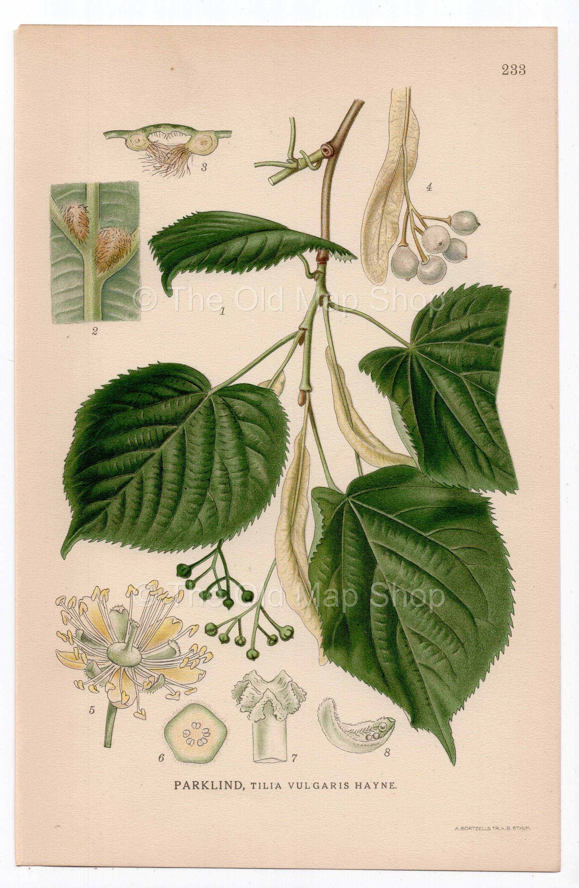 1926 Lime, Linden (Tilia vulgaris Hayne) botanical print by C. A. M. Lindman, Plate 233