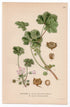 1926 Common Mallow, Low Mallow (Malva neglecta, Malva pusilla) botanical print by C. A. M. Lindman, Plate 234