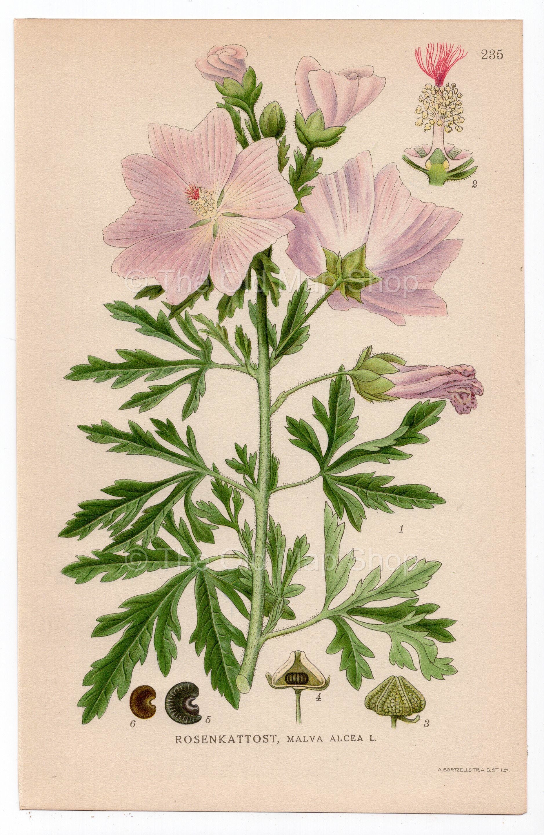 1926 Vervain Mallow, Hollyhock Mallow (Malva alcea) botanical print by C. A. M. Lindman, Plate 235