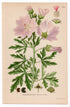 1926 Vervain Mallow, Hollyhock Mallow (Malva alcea) botanical print by C. A. M. Lindman, Plate 235