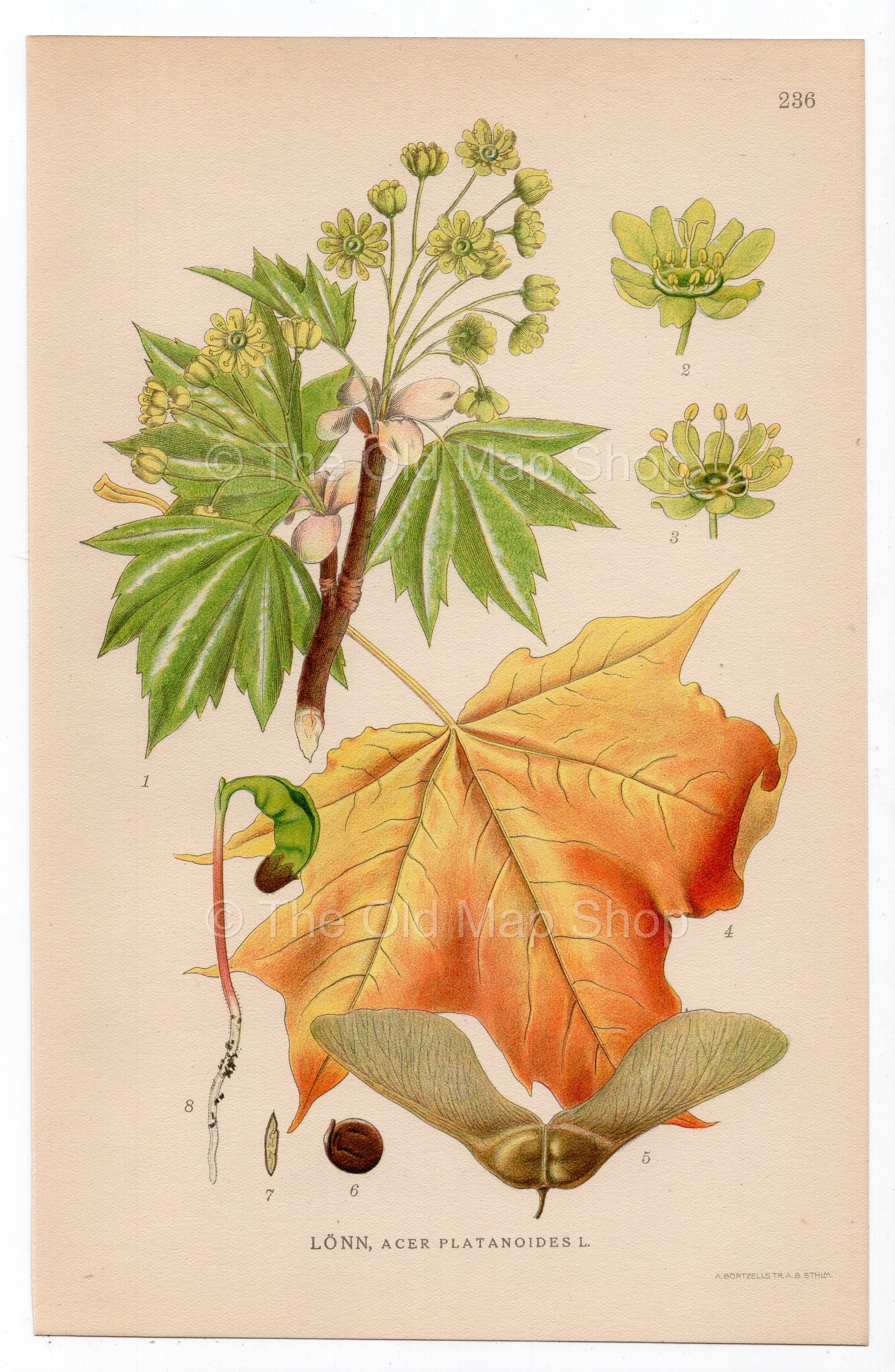 1926 Norway Maple (Acer platanoides) botanical print by C. A. M. Lindman, Plate 236