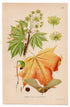 1926 Norway Maple (Acer platanoides) botanical print by C. A. M. Lindman, Plate 236
