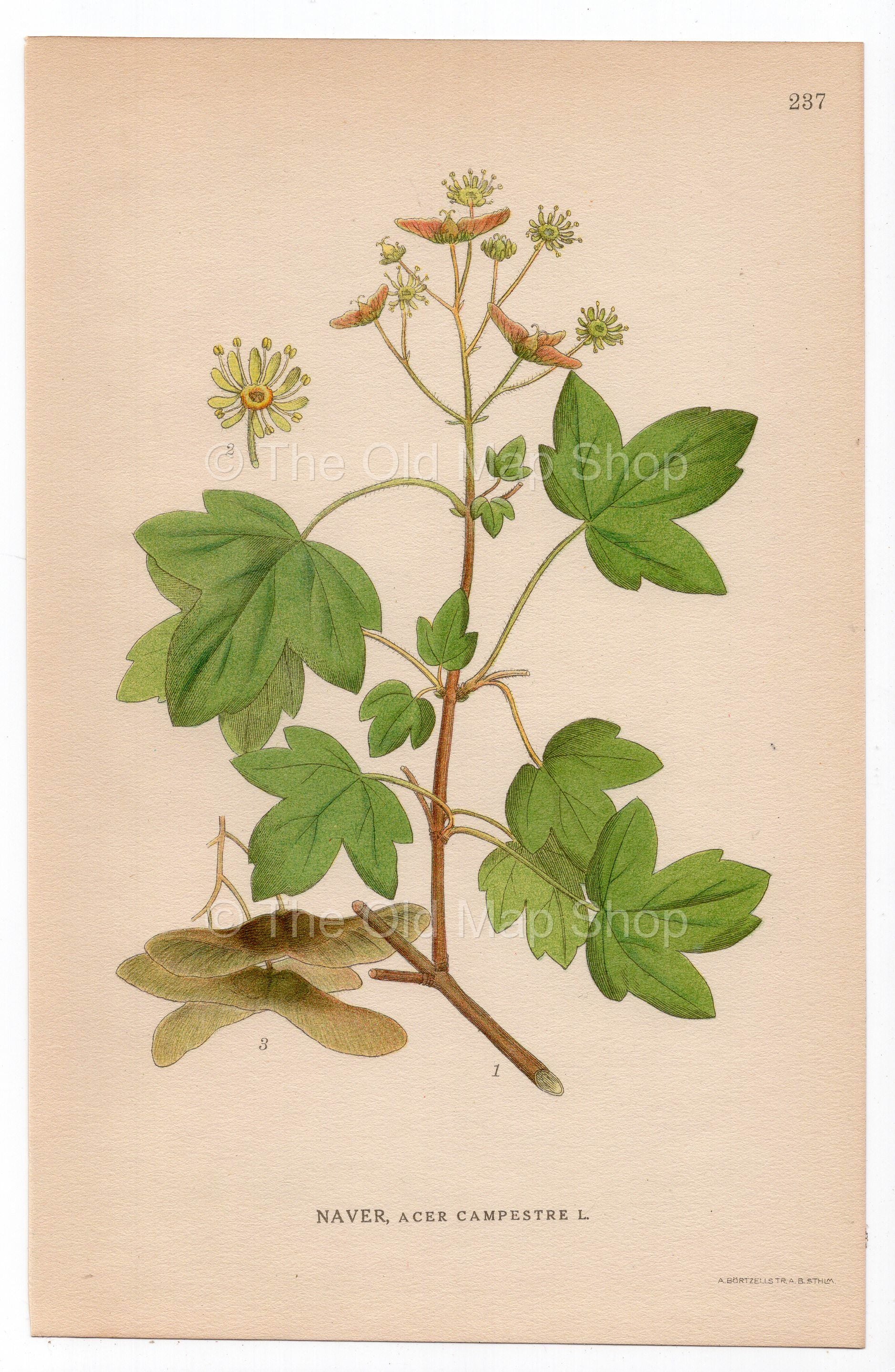 1926 Field Maple (Acer campestre) botanical print by C. A. M. Lindman, Plate 237