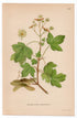 1926 Field Maple (Acer campestre) botanical print by C. A. M. Lindman, Plate 237