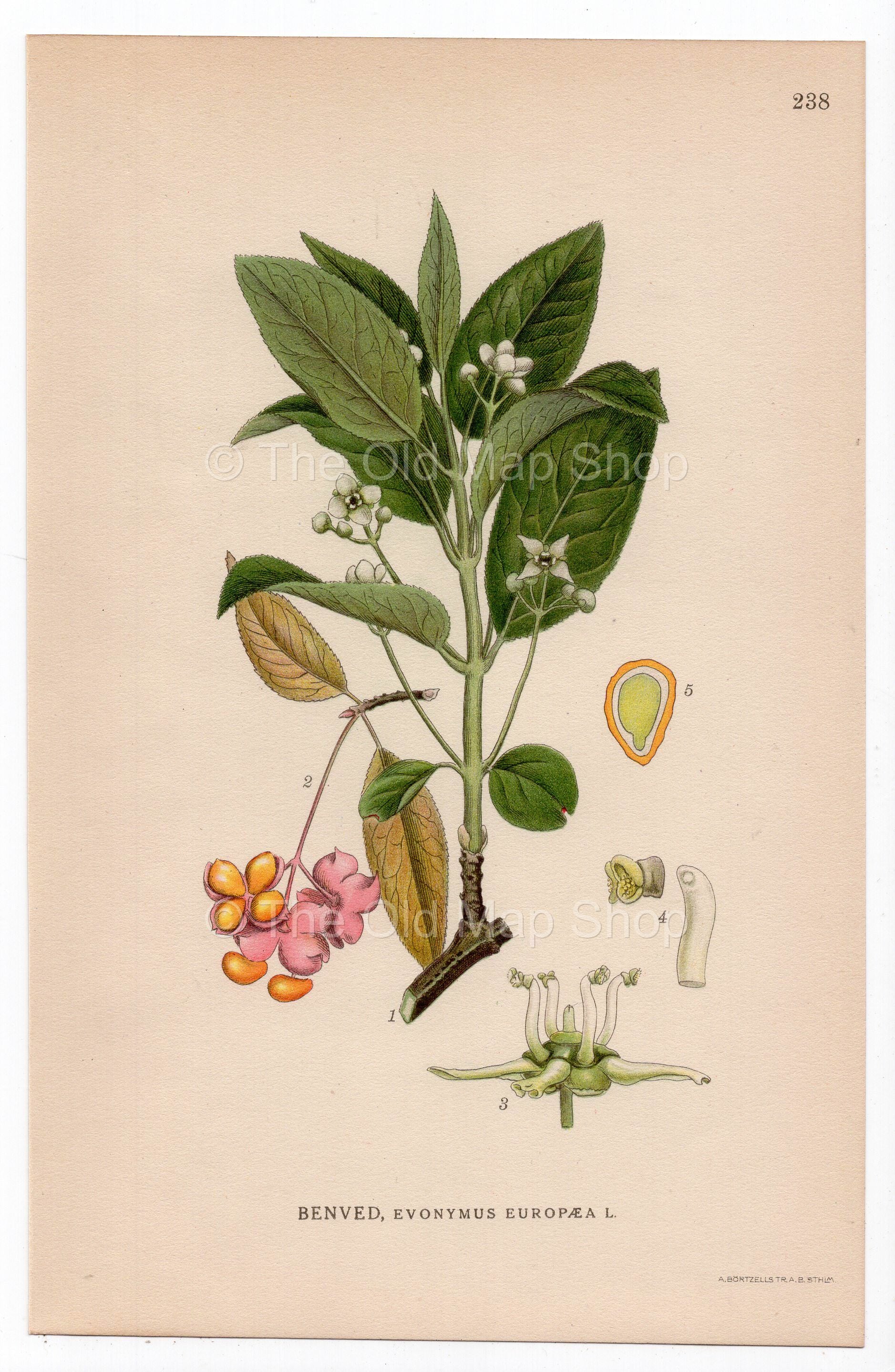 1926 European Spindle (Euonymus europaeus) botanical print by C. A. M. Lindman, Plate 238
