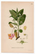 1926 European Spindle (Euonymus europaeus) botanical print by C. A. M. Lindman, Plate 238