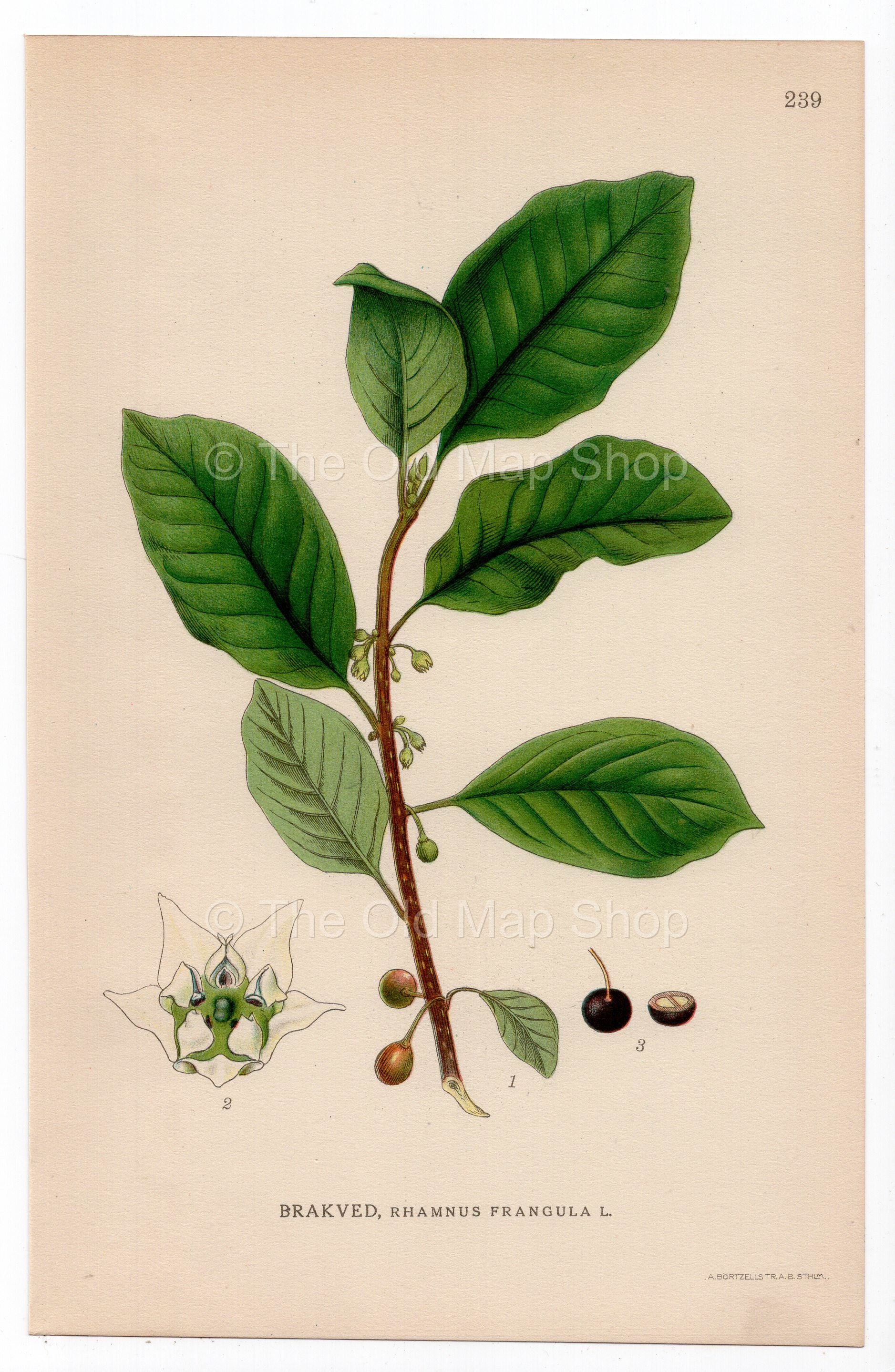 1926 Glossy Buckthorn, Alder Buckthorn (Rhamnus frangula) botanical print by C. A. M. Lindman, Plate 239