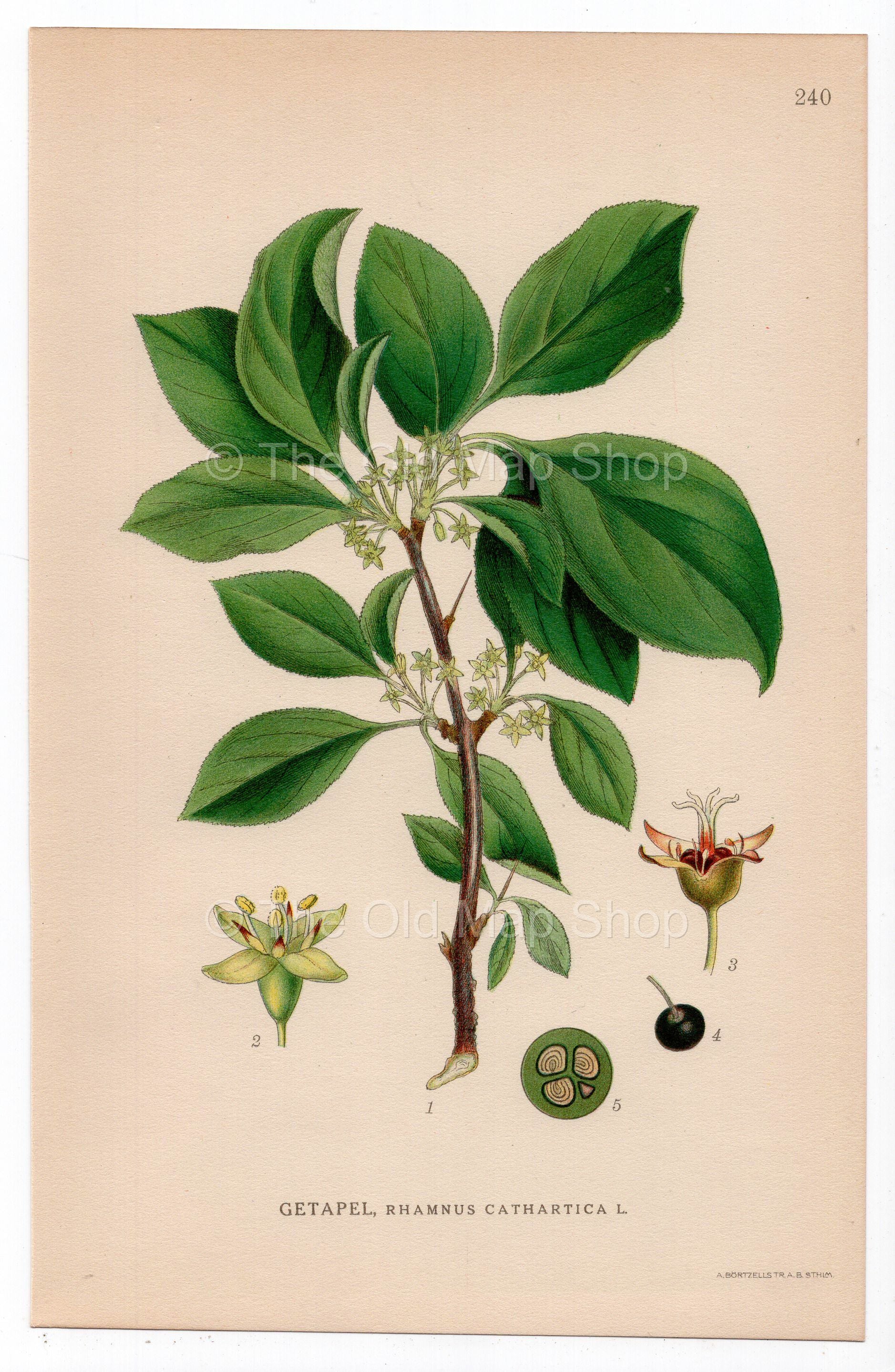 1926 European Buckthorn (Rhamnus cathartica) botanical print by C. A. M. Lindman, Plate 240