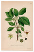 1926 European Buckthorn (Rhamnus cathartica) botanical print by C. A. M. Lindman, Plate 240