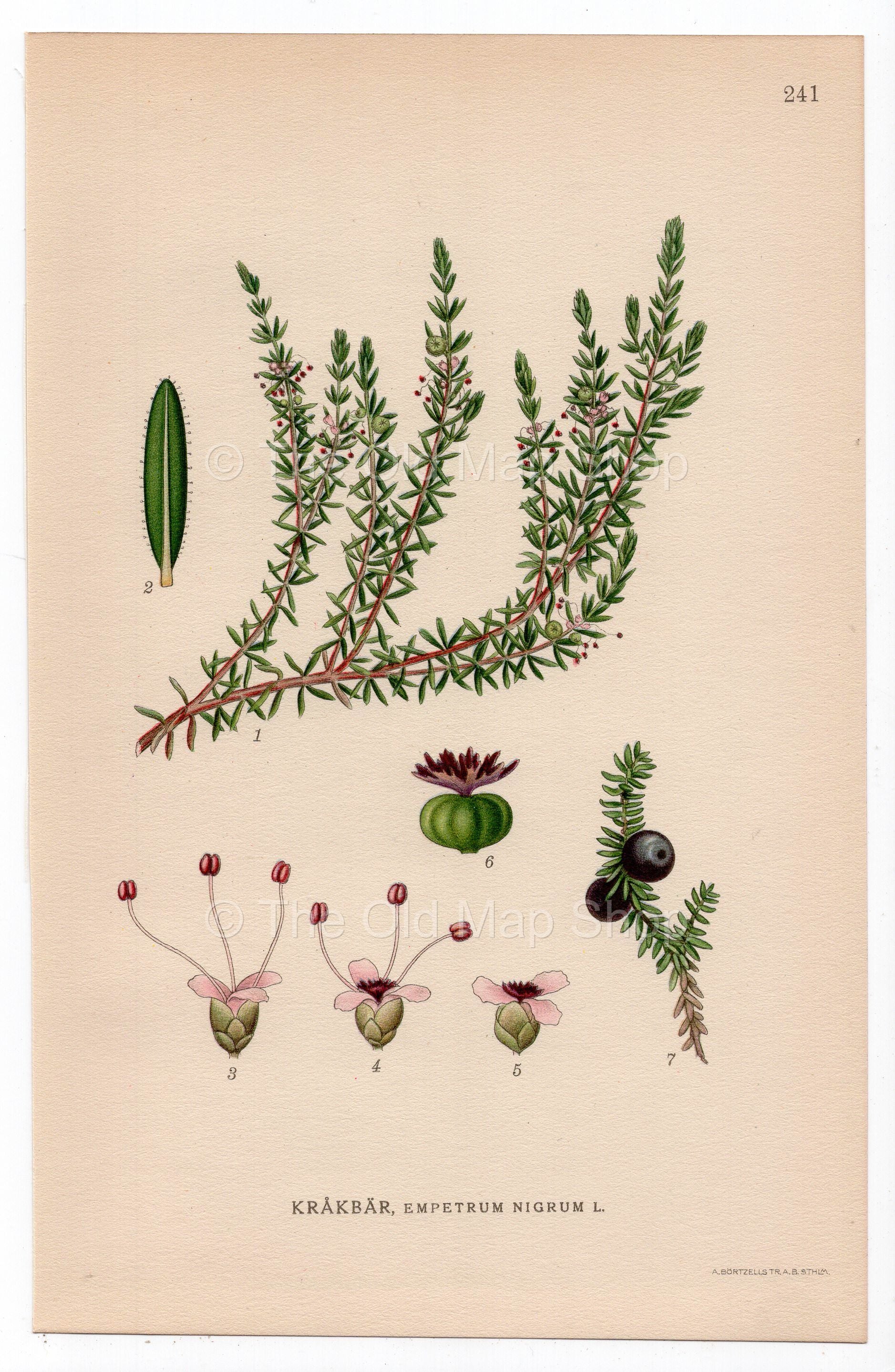 1926 Black Crowberry, Blackberry (Empetrum nigrum) botanical print by C. A. M. Lindman, Plate 241