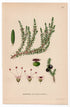 1926 Black Crowberry, Blackberry (Empetrum nigrum) botanical print by C. A. M. Lindman, Plate 241